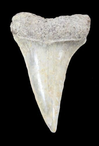 Fossil Mako Shark Tooth - Virginia #53495